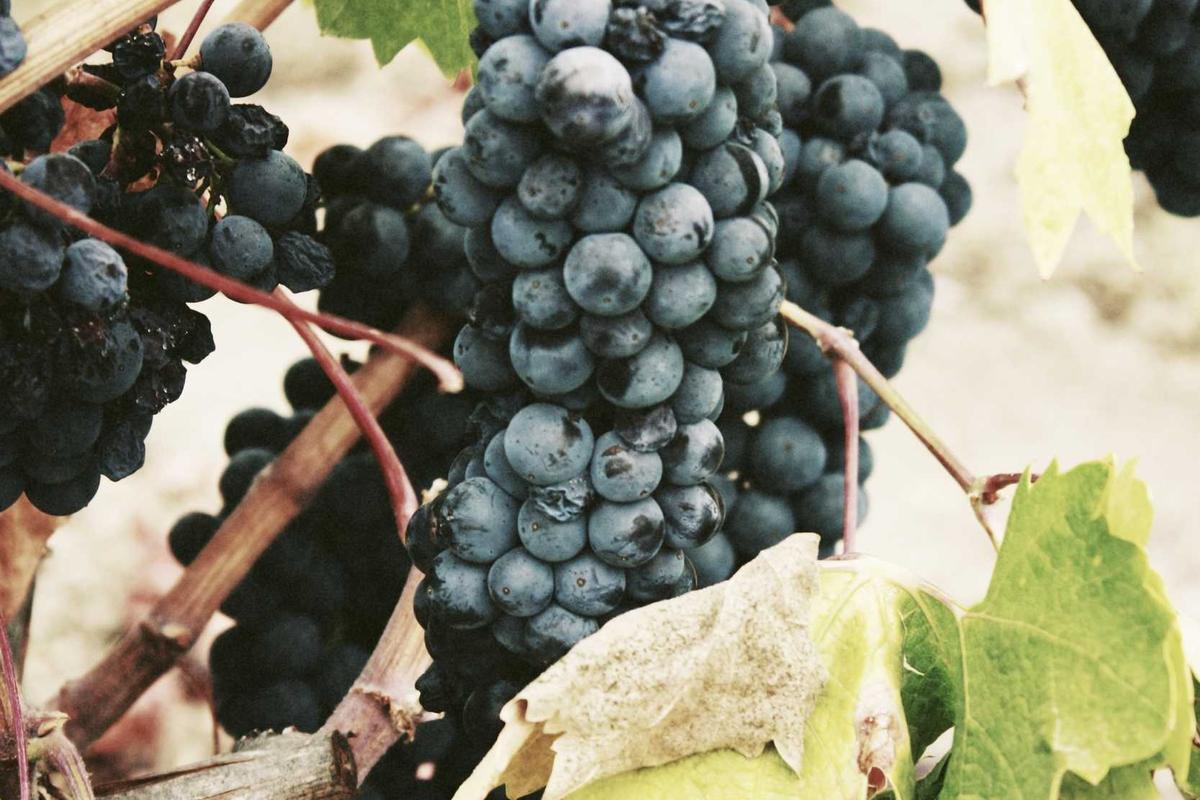 10 Hp Samsung Terbaik 2026: Rilisan Terbaru & Fitur AI Lengkap