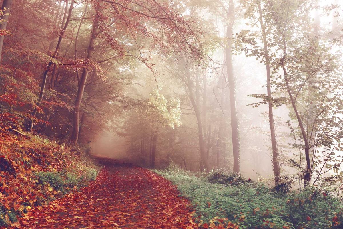 6 HP Baru yang Meluncur Maret 2026, dari Honor Robot Phone hingga POCO X8 Pro